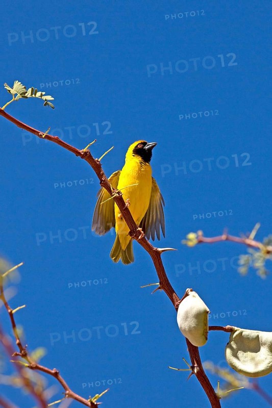 Southern Masked Weaver