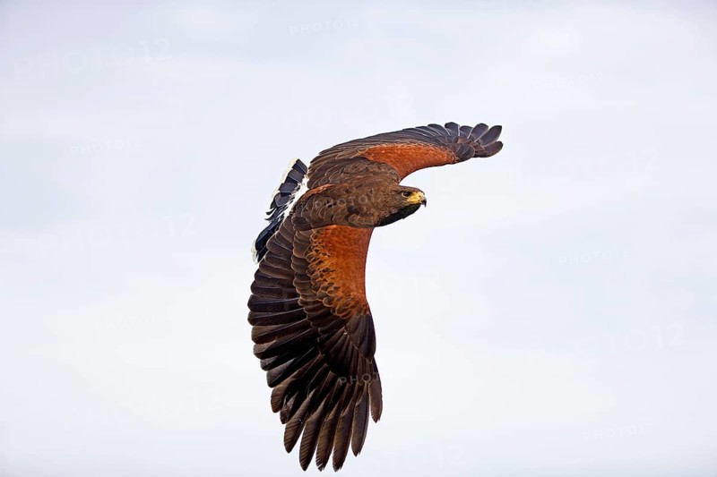 Harris's hawk
