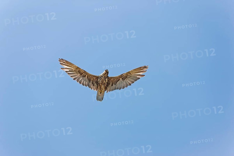Saker falcon