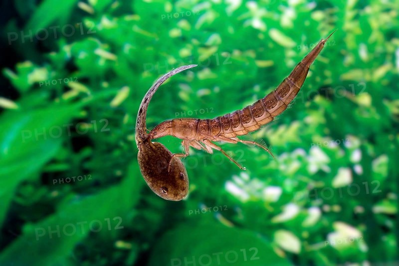 Great Diving Beetle