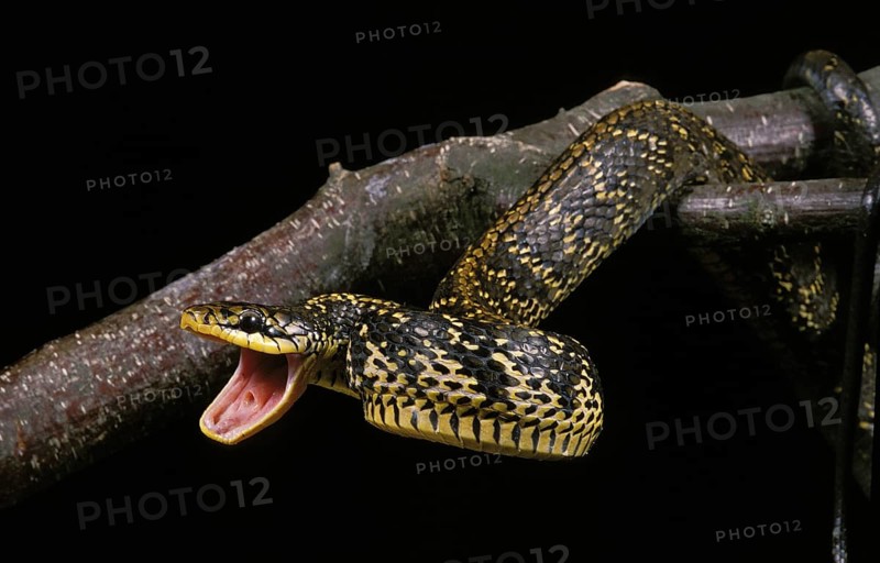 Tropical Rat Snake