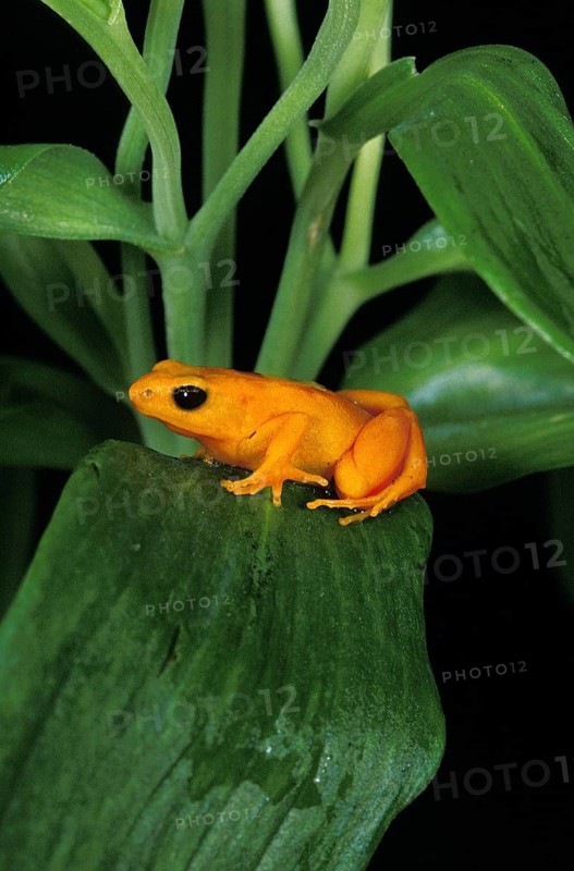 Golden mantella