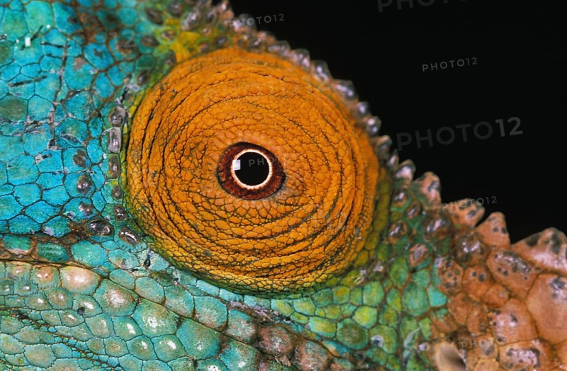 PARSON'S CHAMELEON chamaeleo parsonii