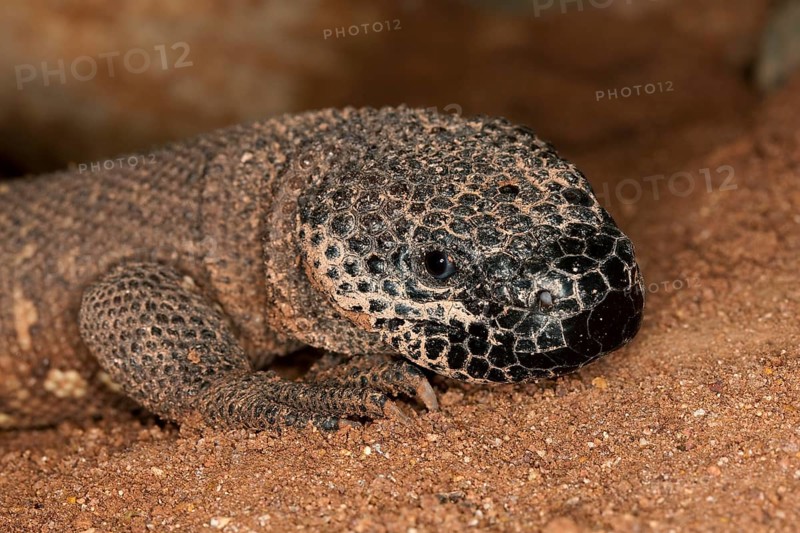 HEAD OF BEADED LIZARD