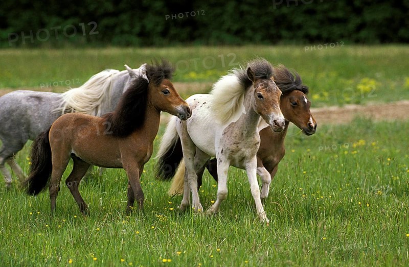 American Miniature Horse