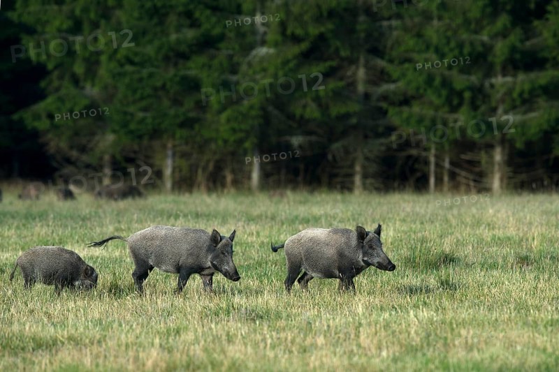 Wild Boar