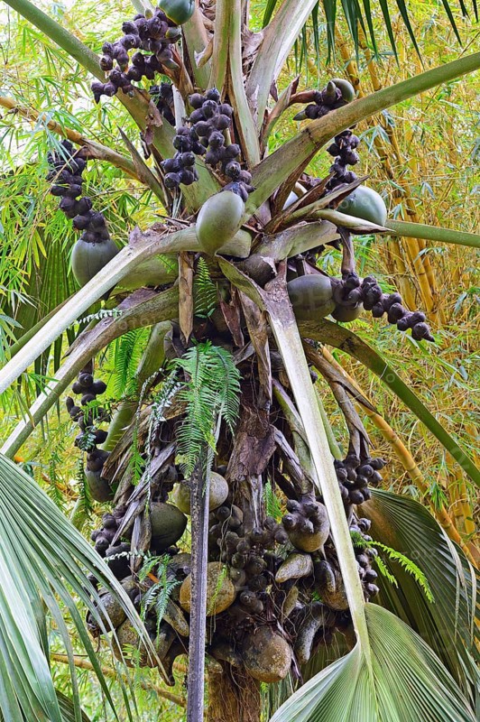 Coco de Mer