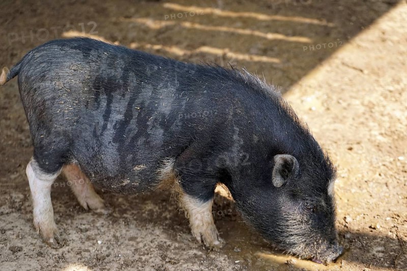 Pot-bellied pig