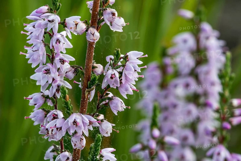 Close up of common heather