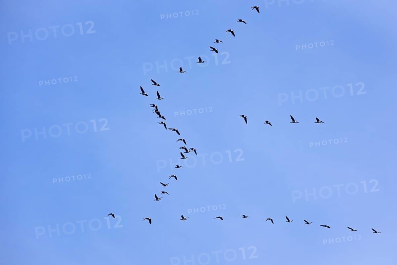 Flock of Greater white fronted goose