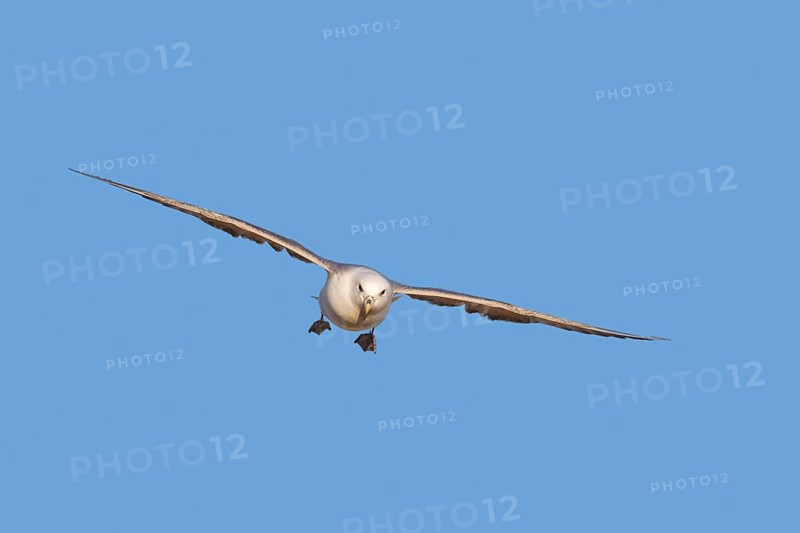 Northern fulmar