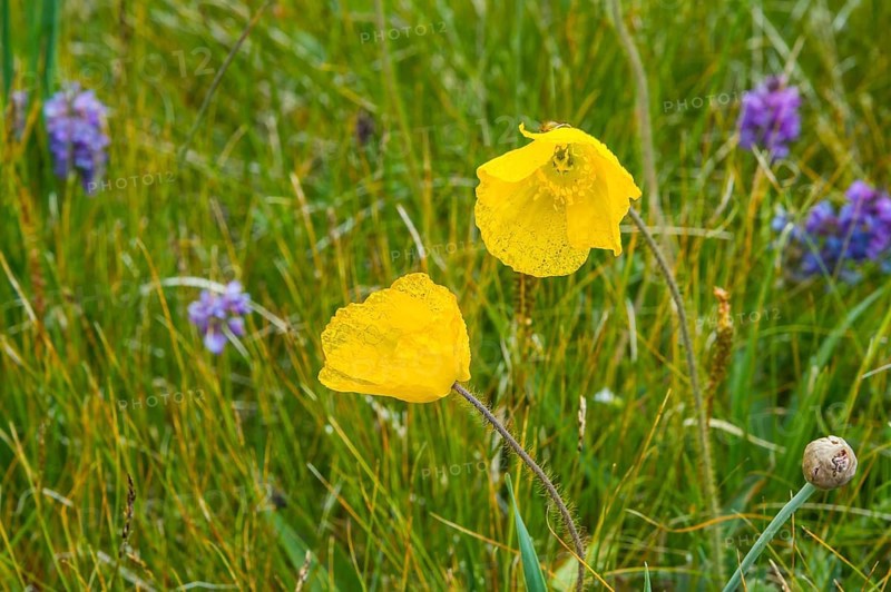 (Papaver) tianschanicum, Sary Jaz valley, Issyk Kul region, Kyrgyzstan, Asia