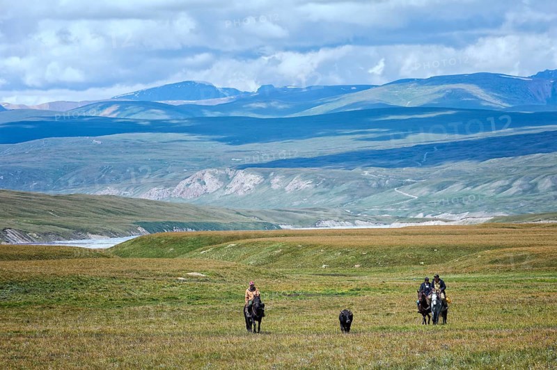 Kyrgyz horsemen leading an ox