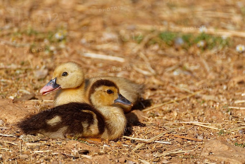 Ducklings