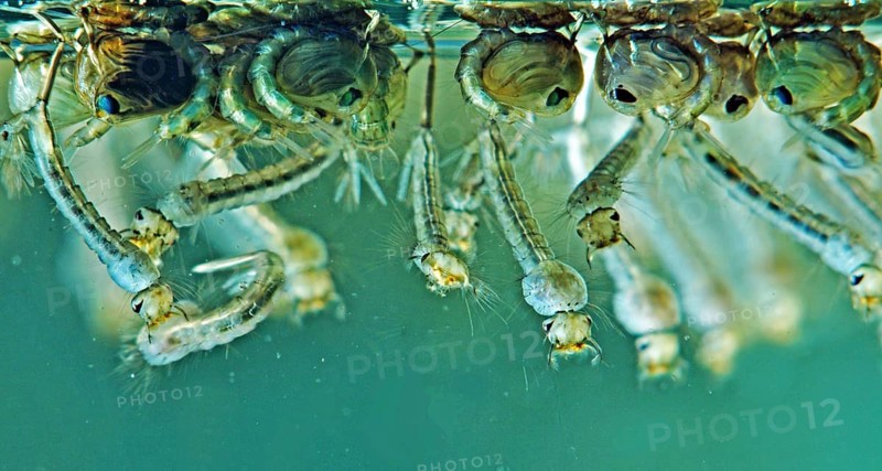 Mosquito larvae