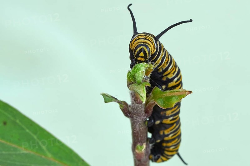 Caterpillar of the monarch butterfly