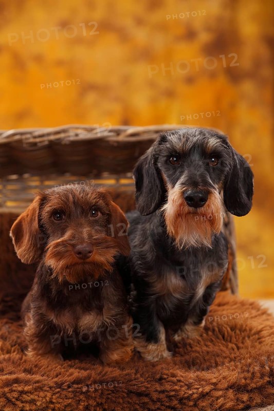 Dwarf greyhound dachshund
