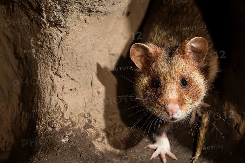 European Hamster