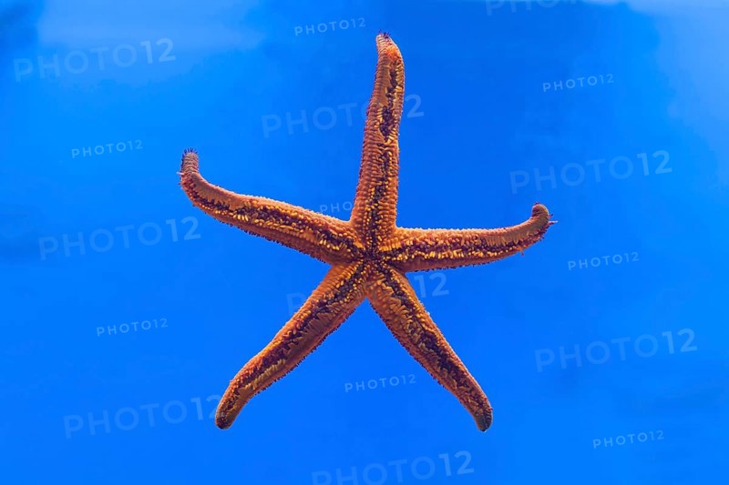 Starfish