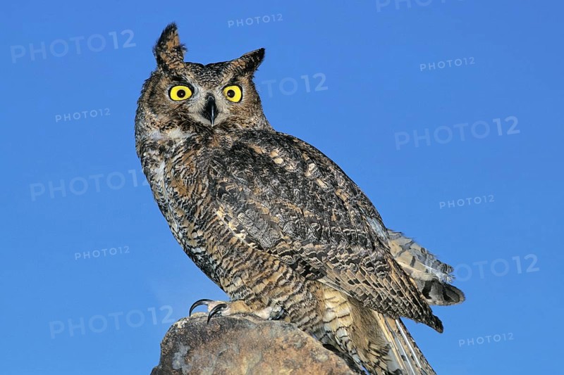 Great horned owl
