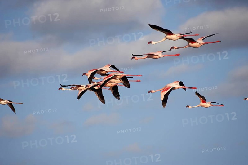 Lesser Flamingo