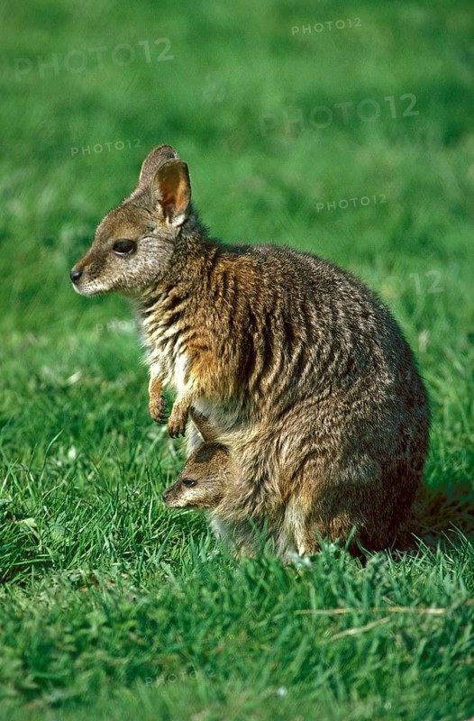 PARMA WALLABY