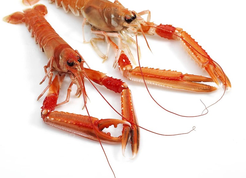 Dublin Bay prawn