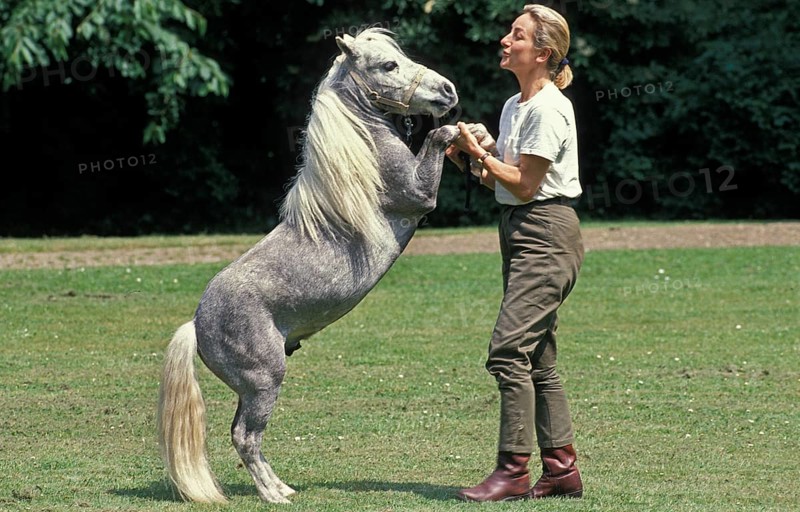 AMERICAN MINIATURE HORSE
