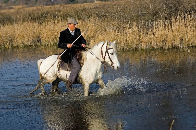 Camargue horse