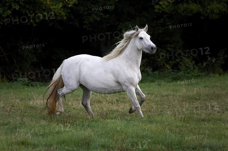 Connemara pony