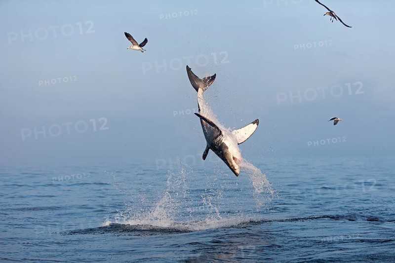 Great white shark