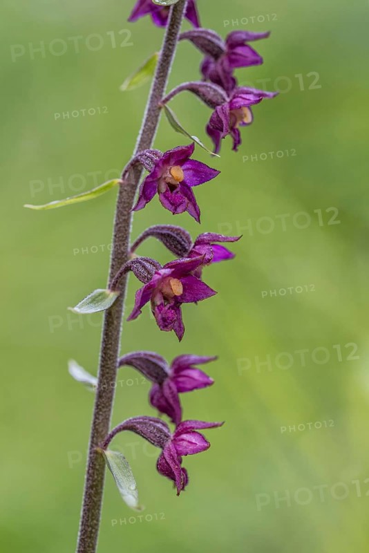 Dark red helleborine