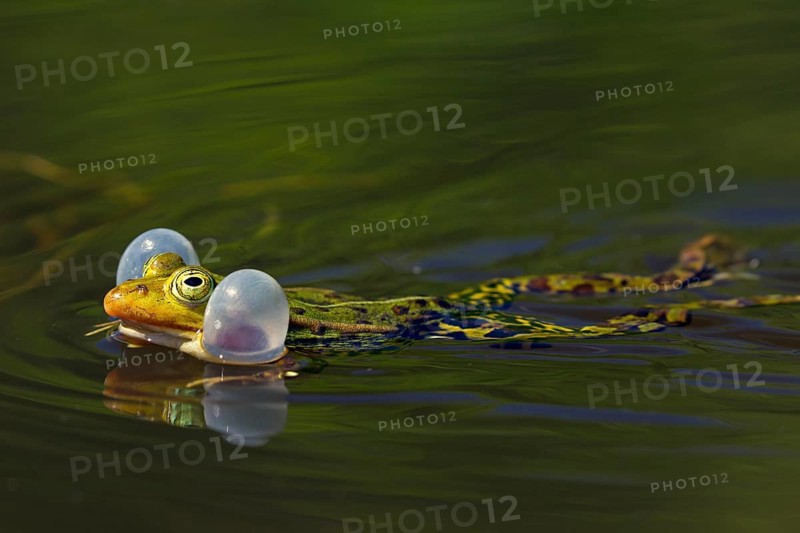 Edible frog
