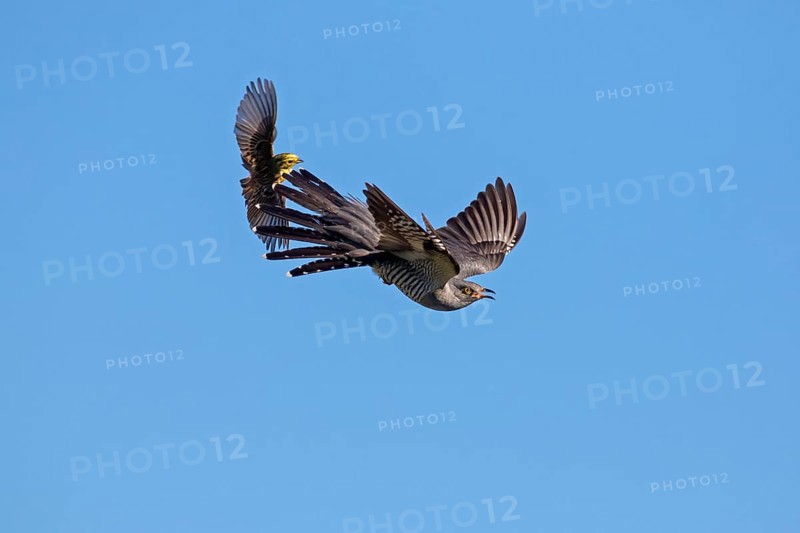 The Common cuckoo