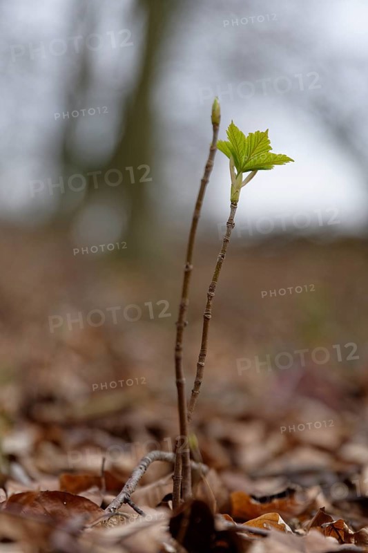 Young Sycamore maple