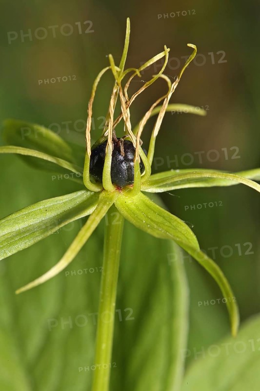 Four-leaved dewberry