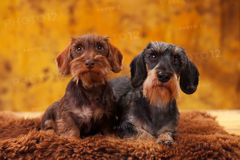 Dwarf greyhound dachshund