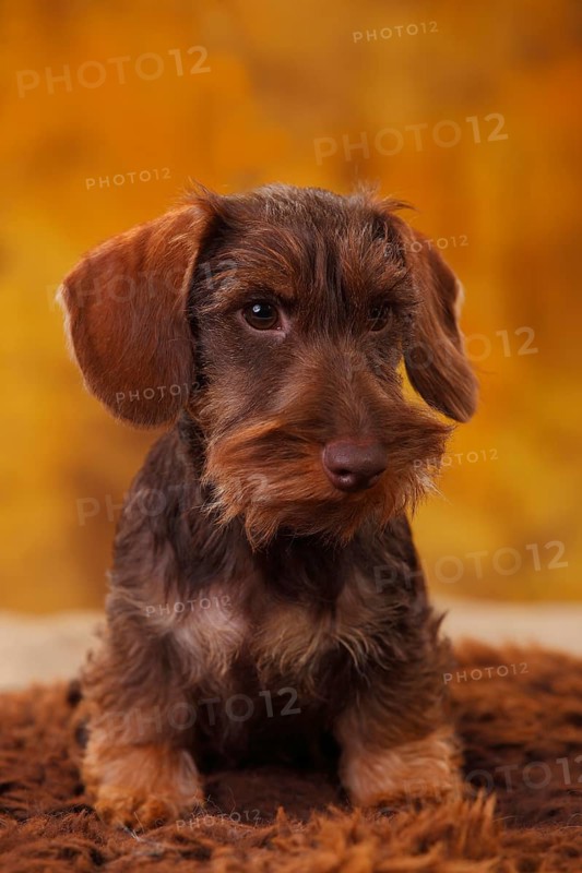 Dwarf greyhound dachshund