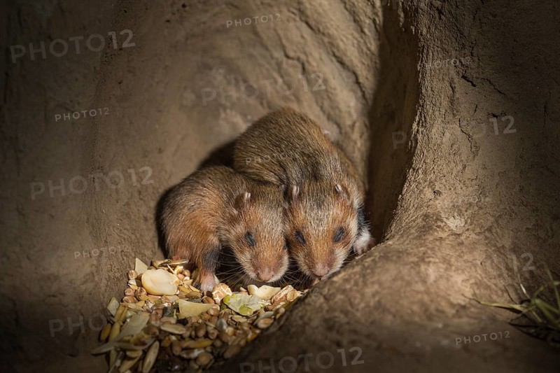 European Hamster