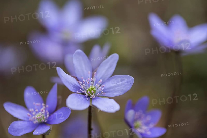 Hepatica