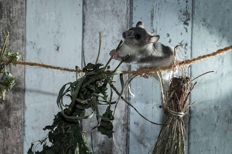 Fat Dormouse