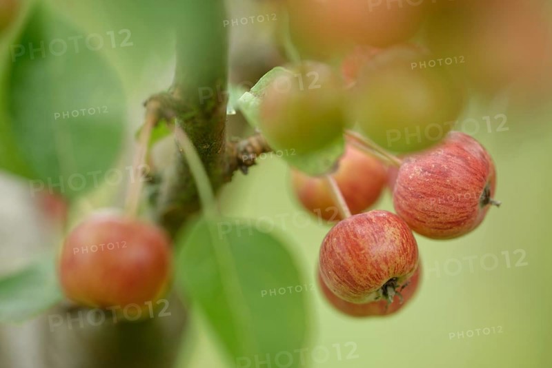 Crab apple