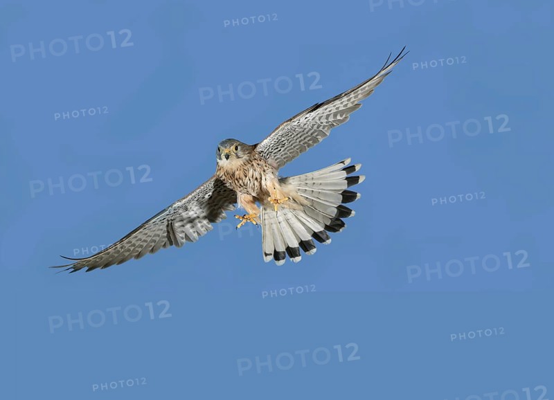European Sparrowhawk
