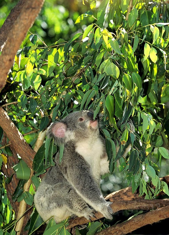 Koala