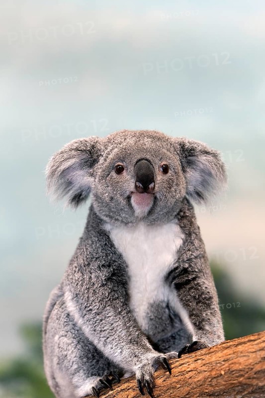 Koala