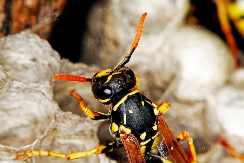 Common Wasp
