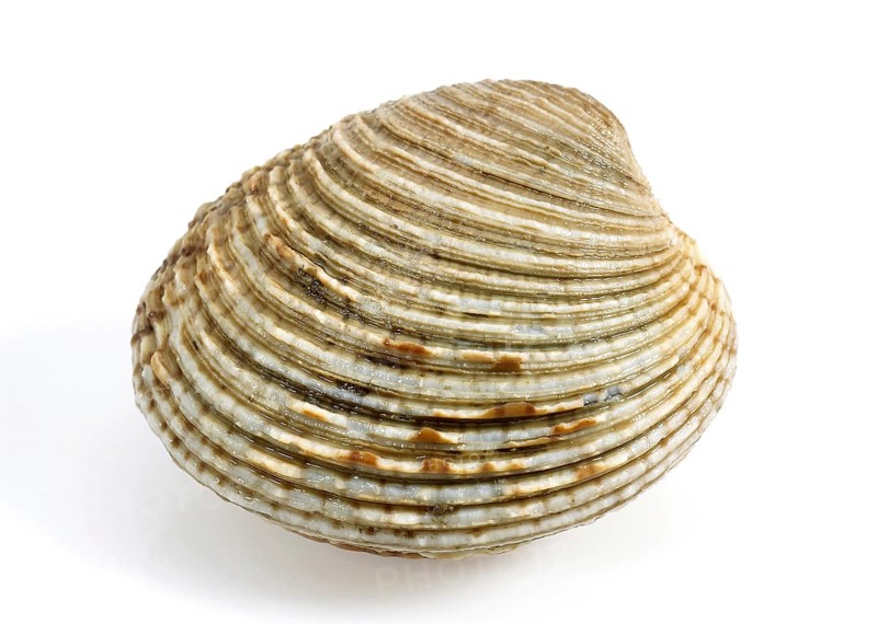 Shell