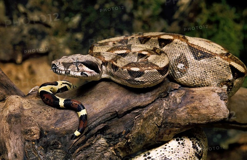BOA CONSTRICTOR boa constrictor