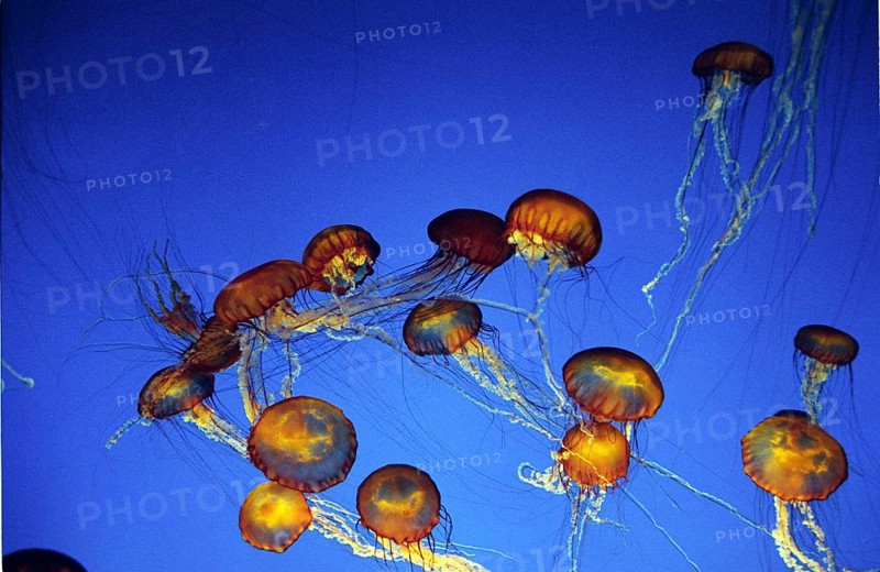 Purple-Stripped Jellyfish