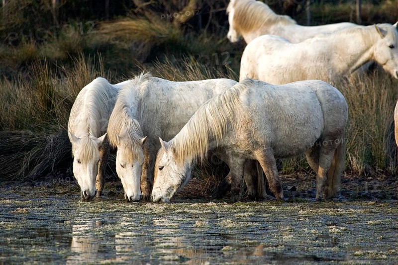 CAMARGUE HORSE